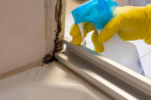 Best Bathroom Mold Remediation in Rochester, NY