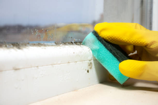 Trusted Rochester, NY Mold Remediation Experts