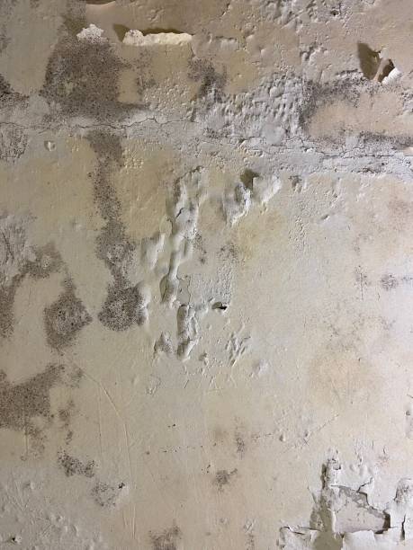 Best Emergency Mold Remediation in Rochester, NY