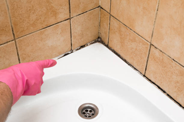 Best DIY Mold Remediation Support Services in Rochester, NY
